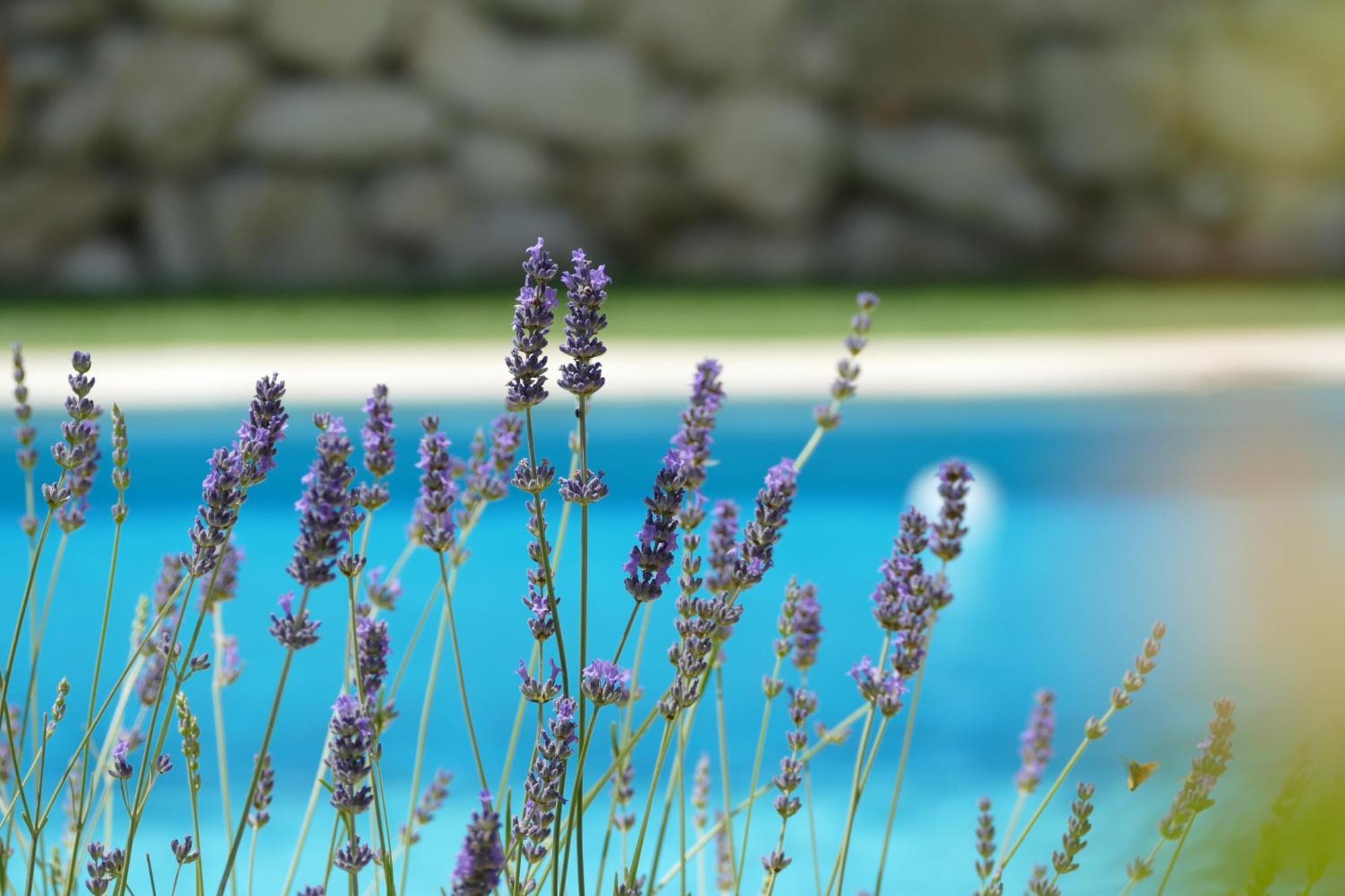 Kalpic Suites & Villa Lozovac Zewnętrze zdjęcie